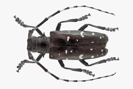 光肩星天牛（Anoplophora glabripennis）