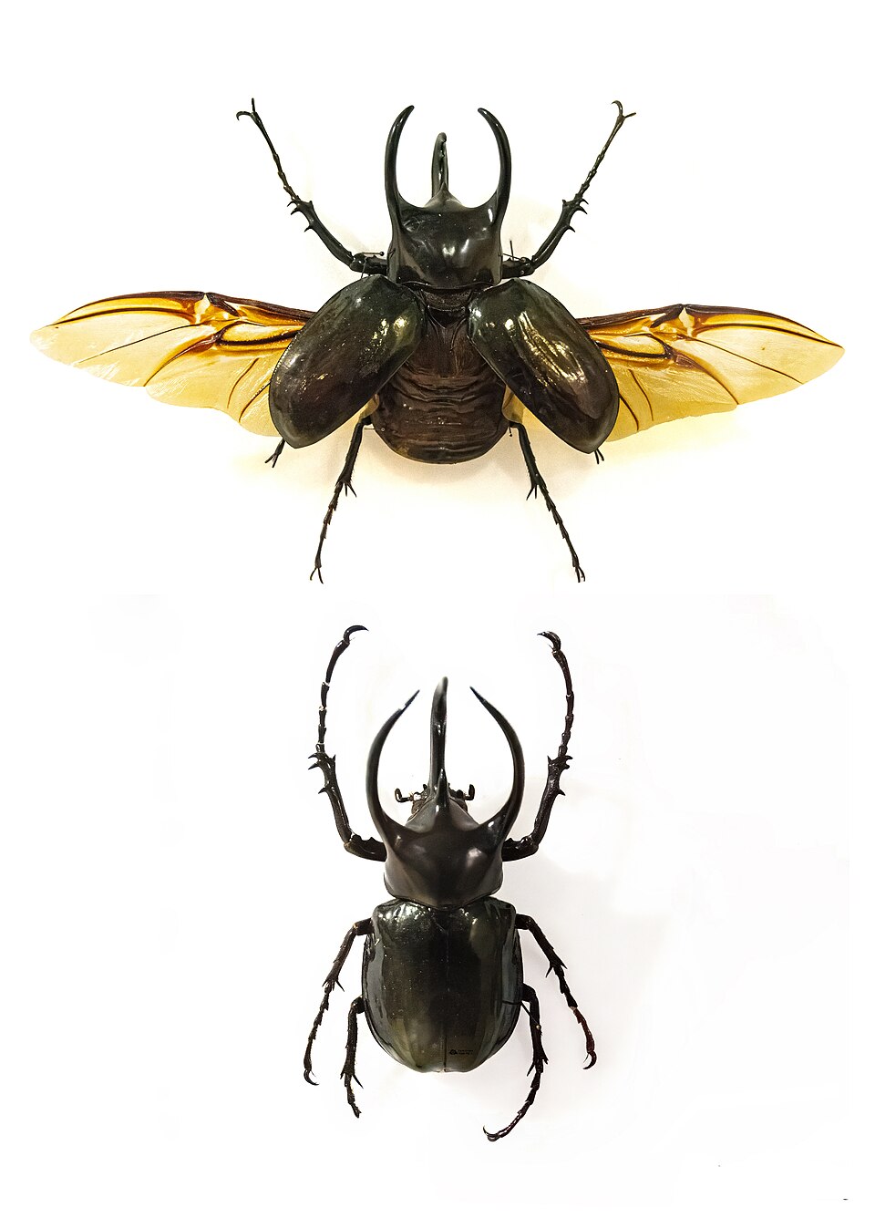 阿特拉斯南洋大兜（Chalcosoma atlas）