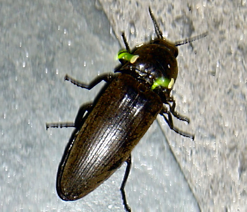美洲发光叩头虫（Pyrophorus）