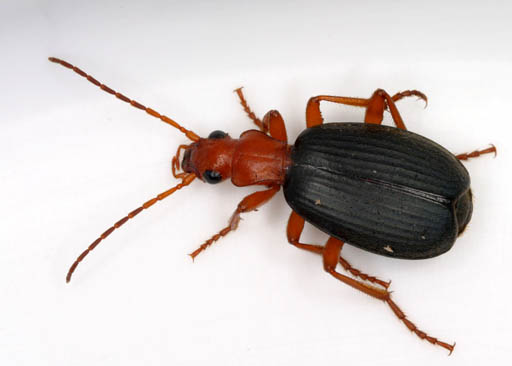 投弹手甲虫（Brachinus）
