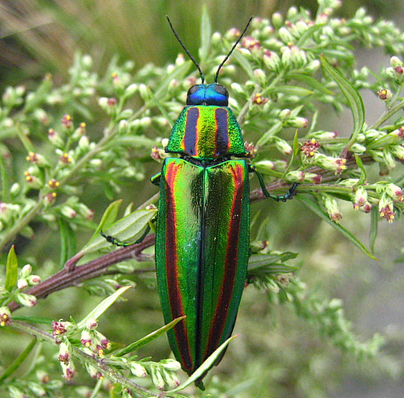 绒吉丁属（Chrysochroa）
