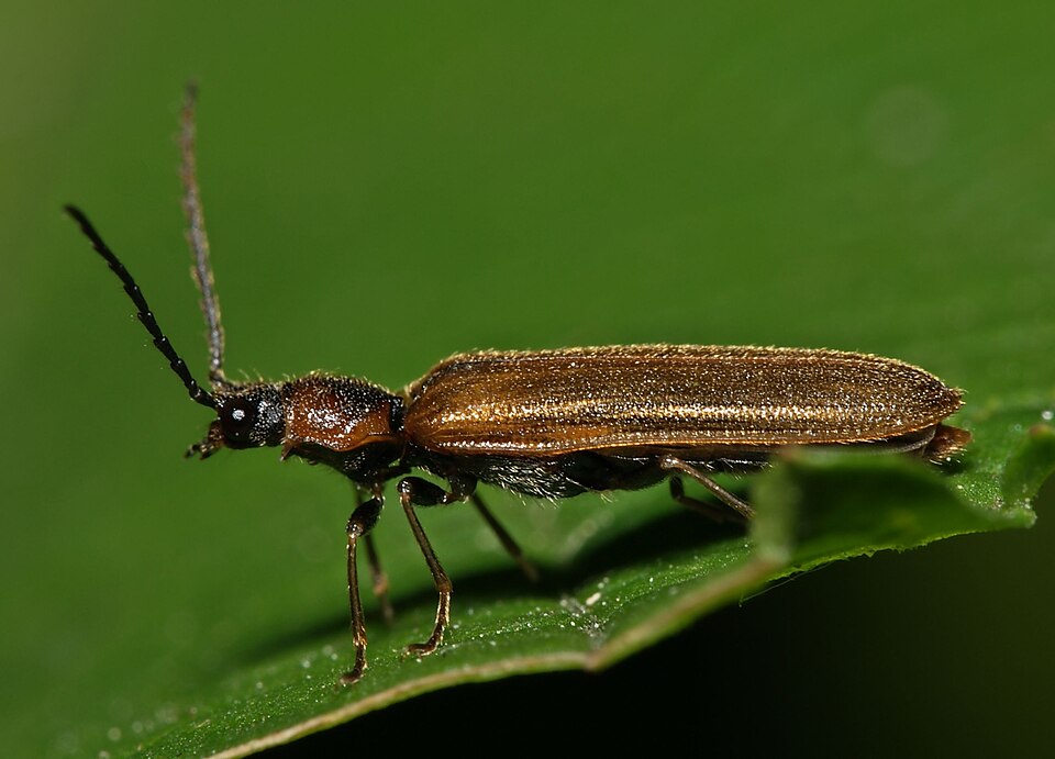 叩头虫科（Elateridae）