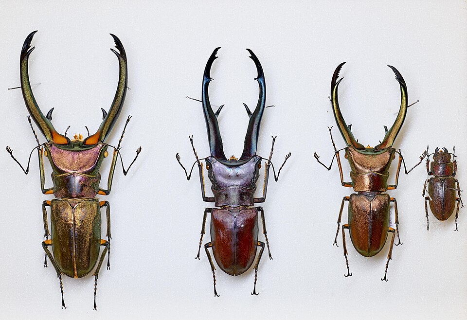 鹿角锹属（Cyclommatus）