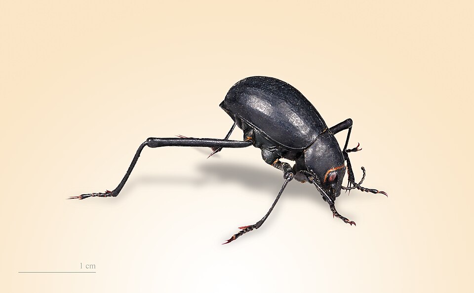 拟步甲科（Tenebrionidae）