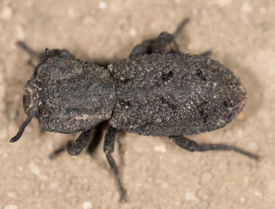 恶魔铁甲虫（Phloeodes diabolicum）