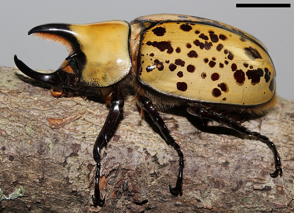 东方大力士甲虫（Dynastes tityus）