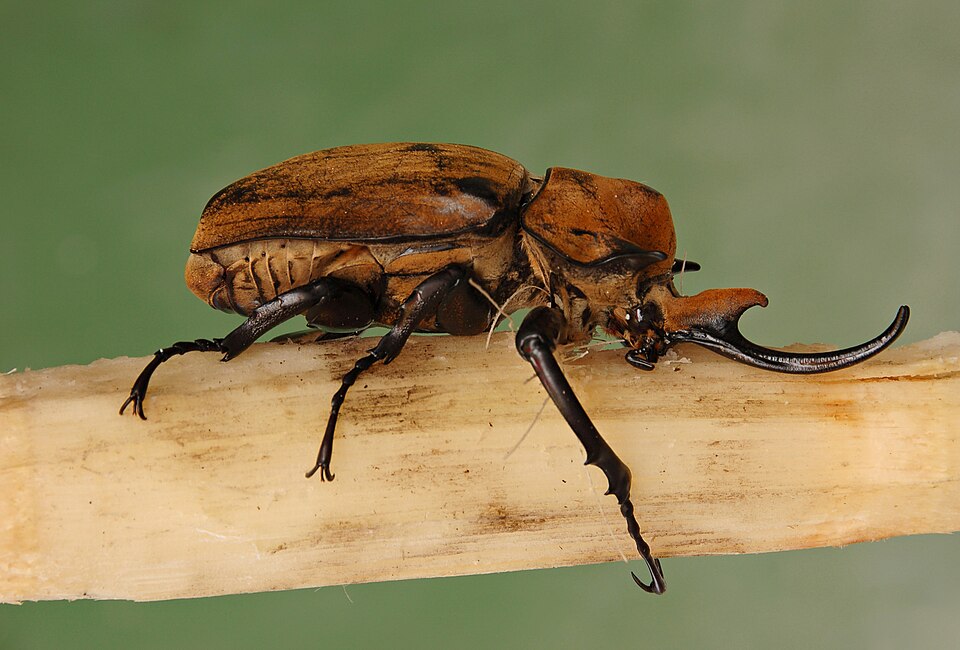 大象大兜虫（Megasoma elephas）