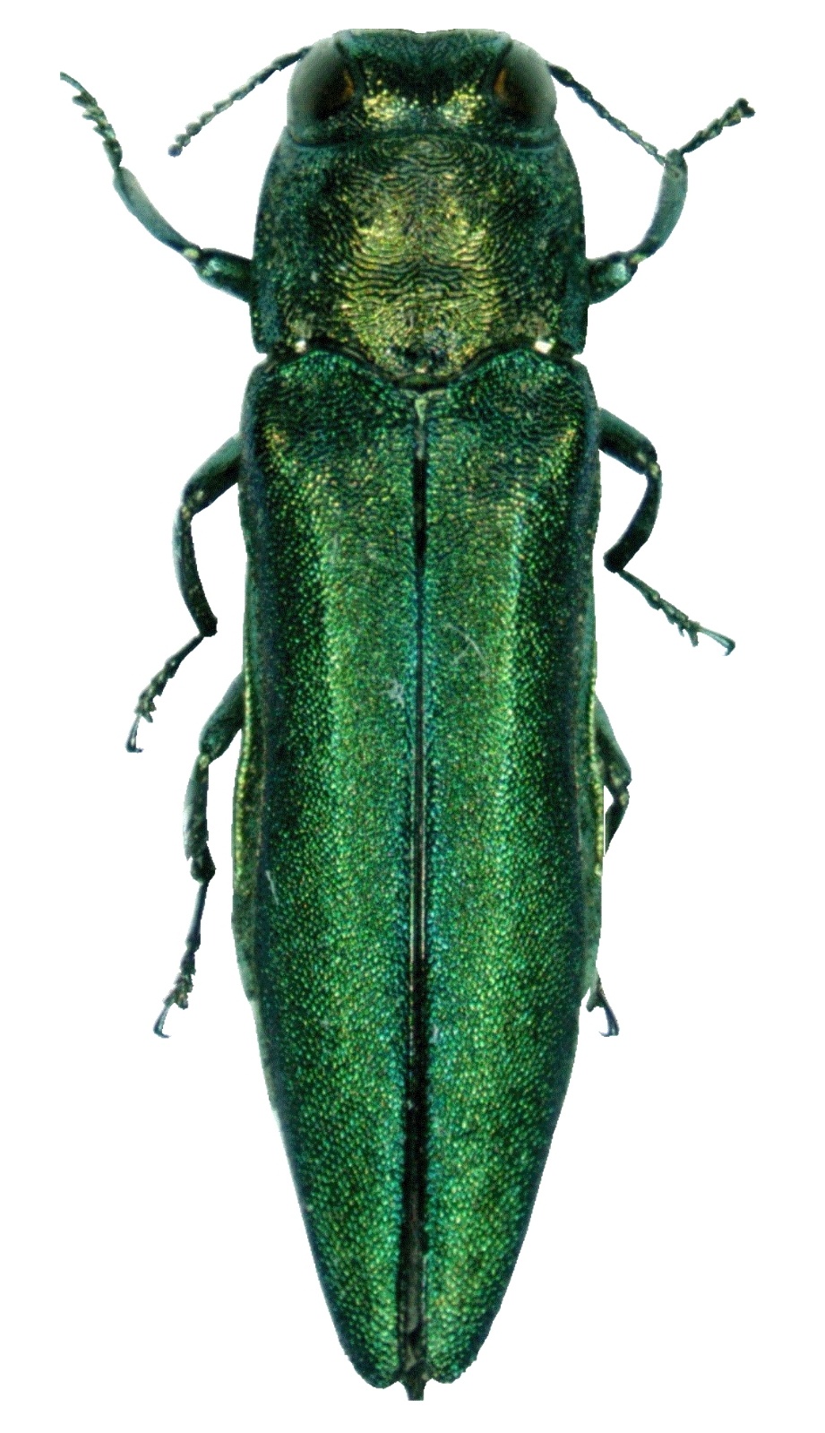 白蜡窄吉丁（Agrilus planipennis）