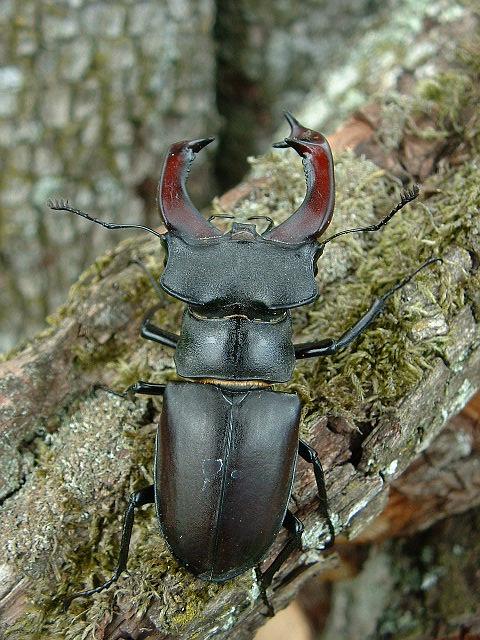 欧洲深山锹（Lucanus cervus）