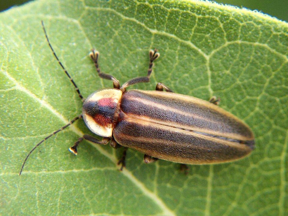 萤科（Lampyridae）