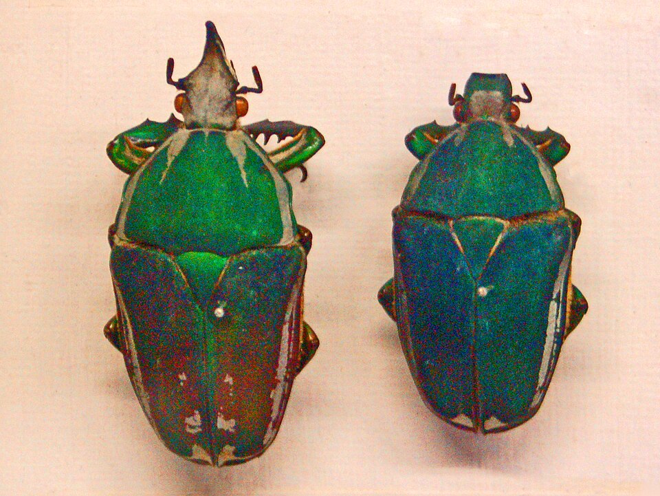 彩虹大王花金龟（Mecynorhina torquata）