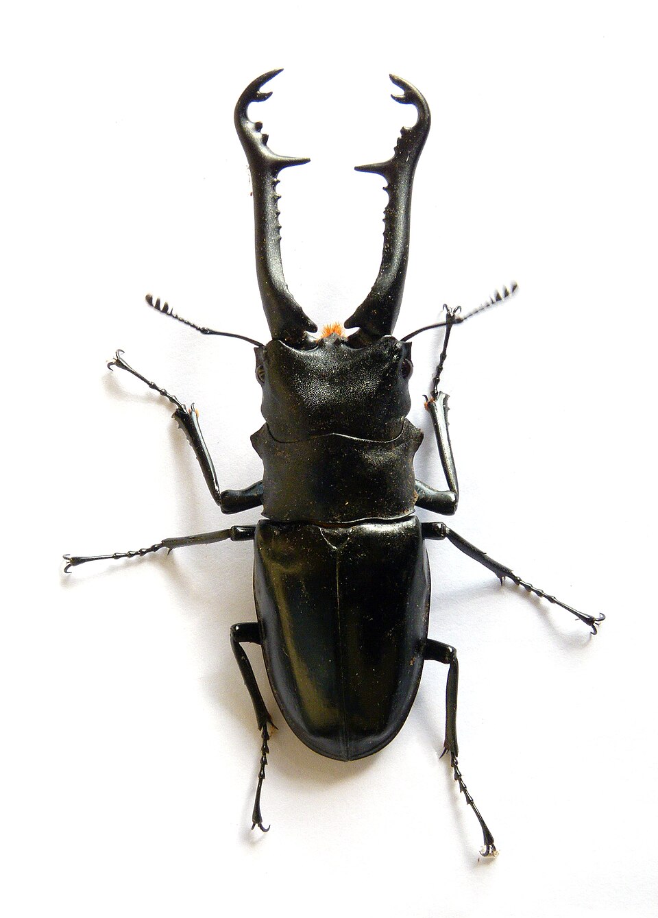长颈鹿锯锹（Prosopocoilus giraffa）