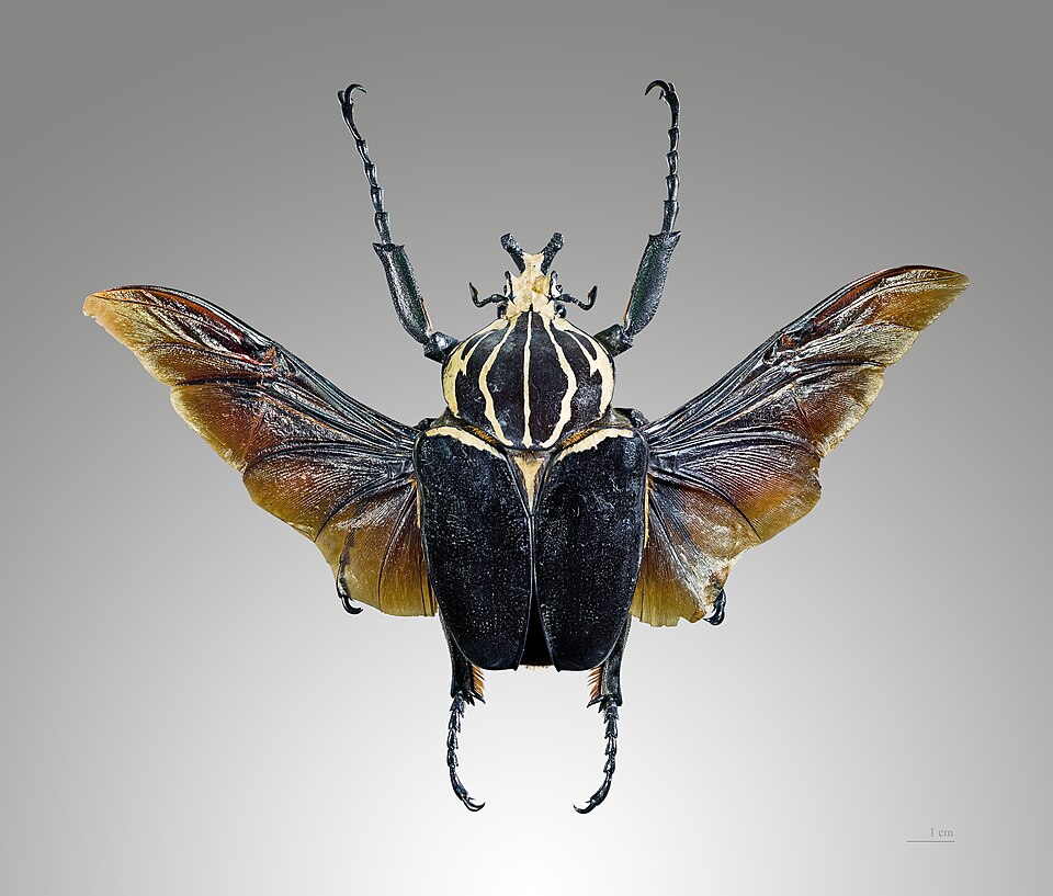 歌利亚花金龟（Goliathus goliatus）