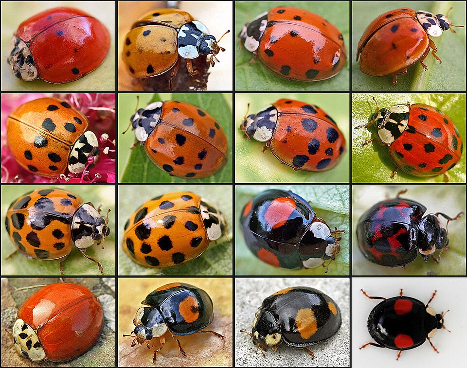 异色瓢虫（Harmonia axyridis）