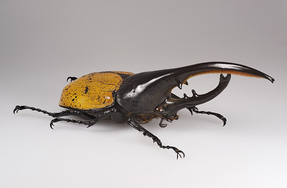 大力士甲虫（Dynastes hercules）