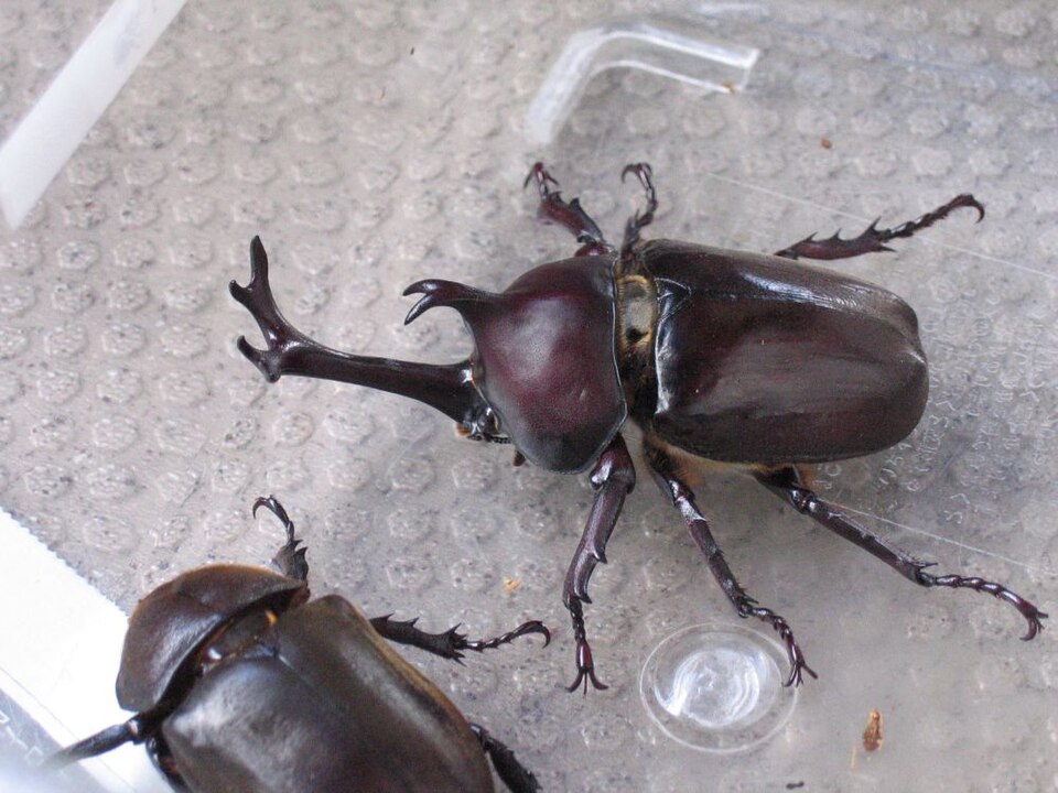 独角仙（Trypoxylus dichotomus）
