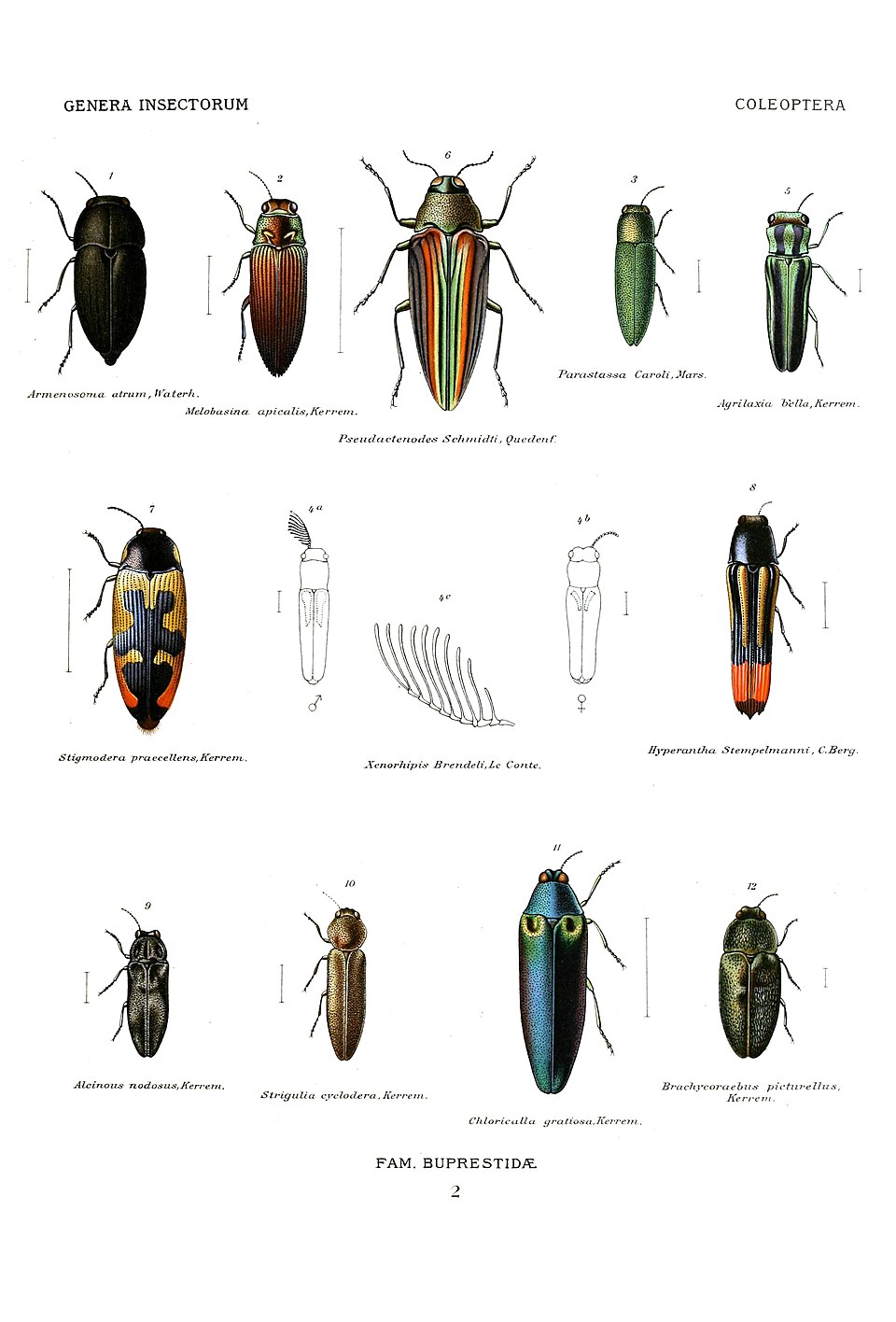 吉丁虫科（Buprestidae）