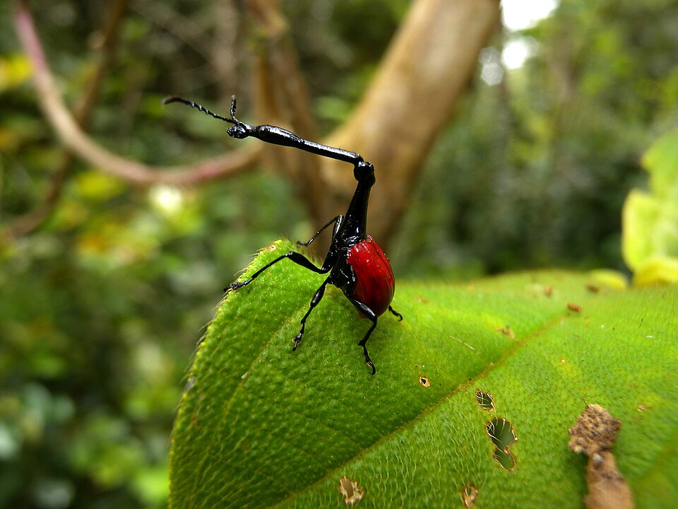马达加斯加长颈象甲（Trachelophorus giraffa）