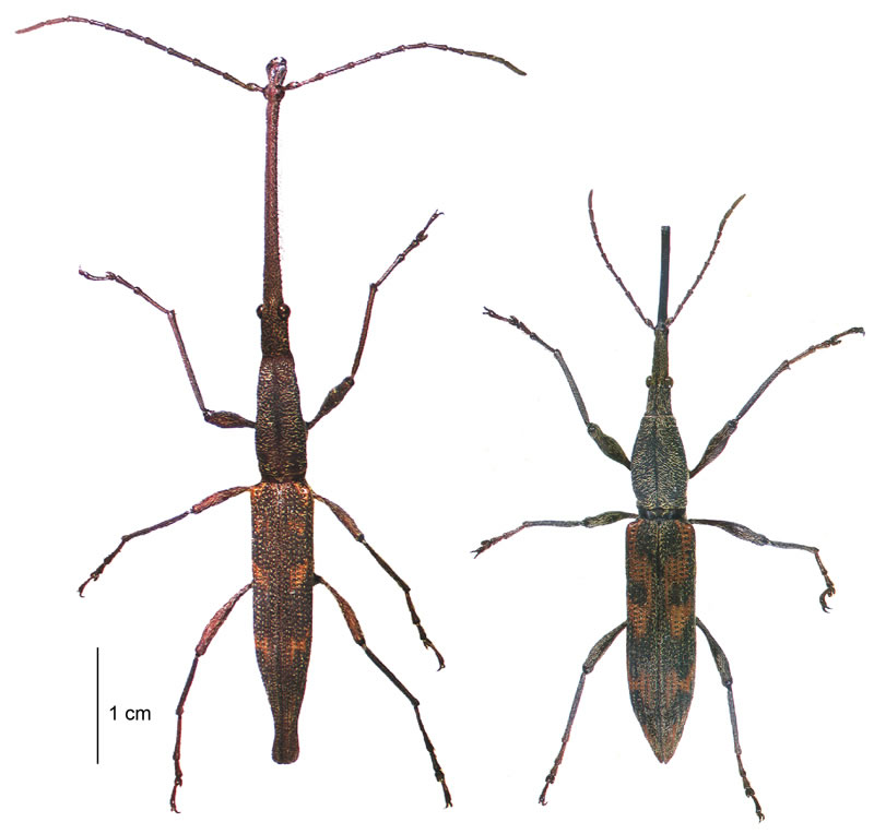 新西兰长颈象甲（Lasiorhynchus barbicornis）
