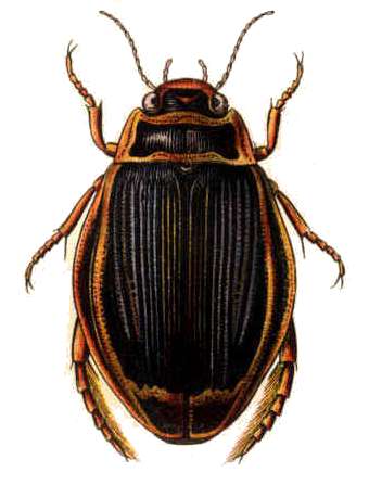 龙虱属（Dytiscus）