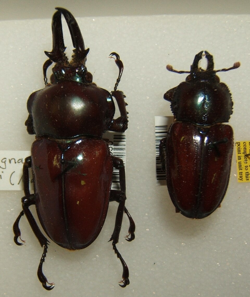 彩虹锹形虫（Phalacrognathus muelleri）