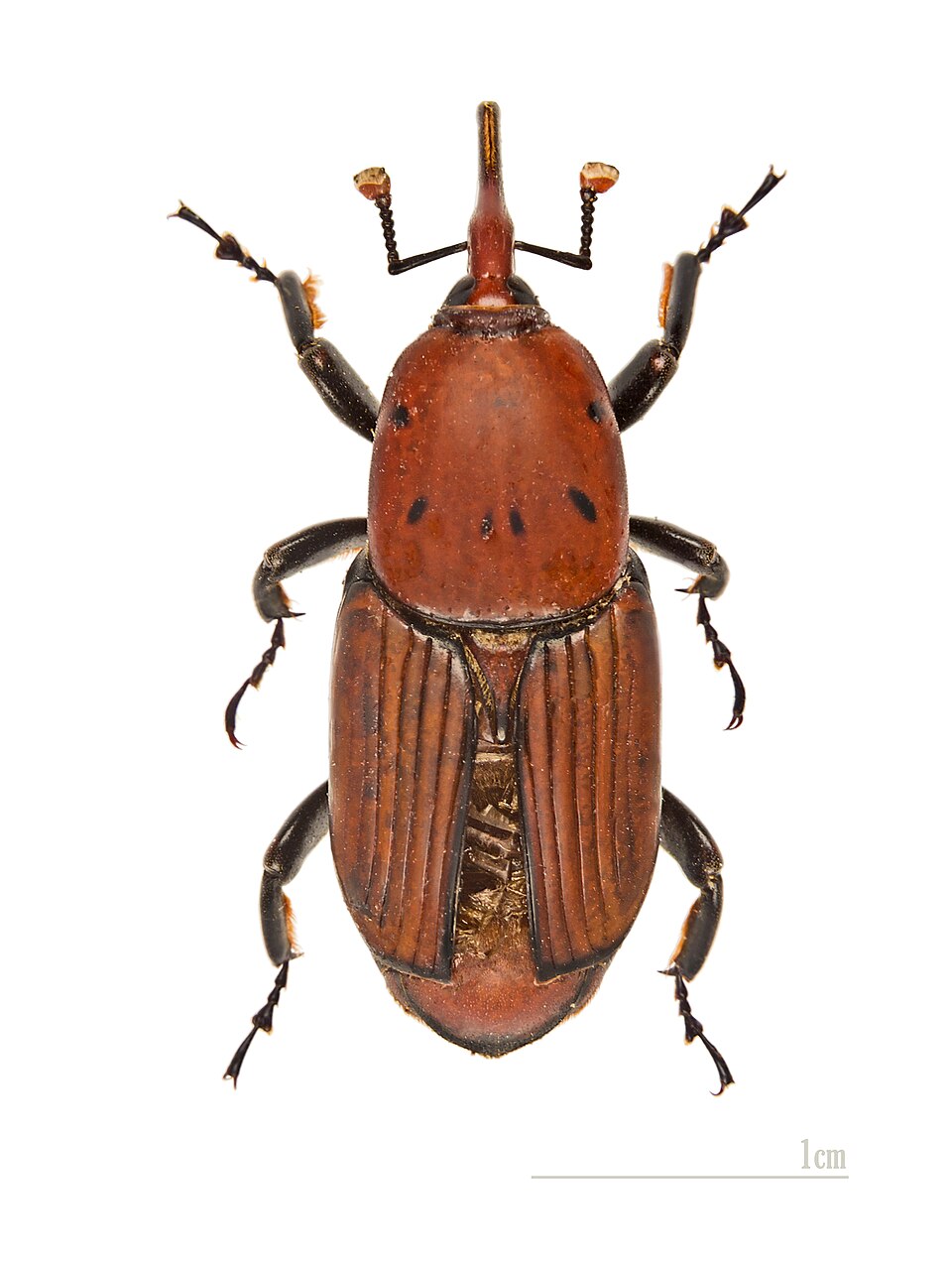 椰子红颈象甲（Rhynchophorus ferrugineus）