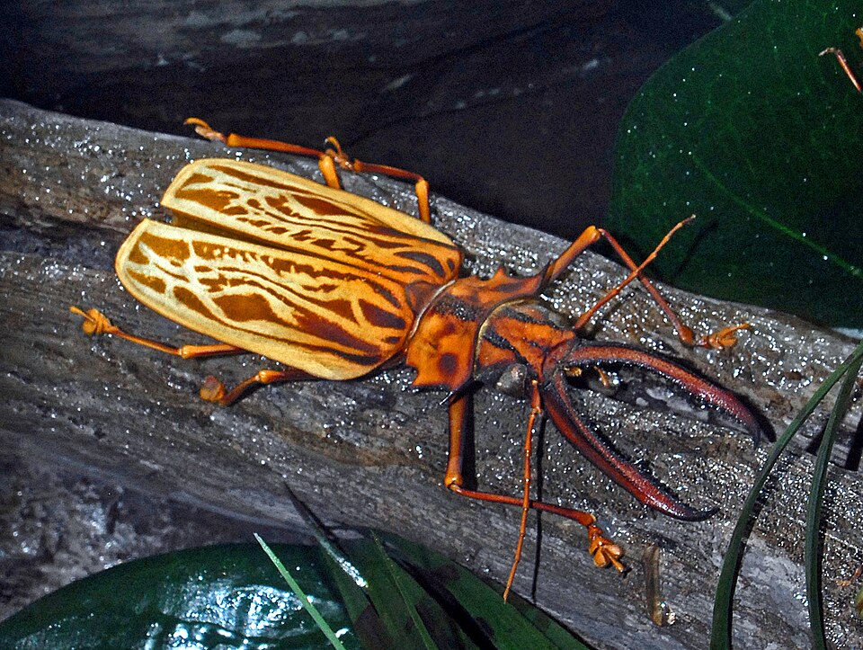 巨颚天牛（Macrodontia cervicornis）