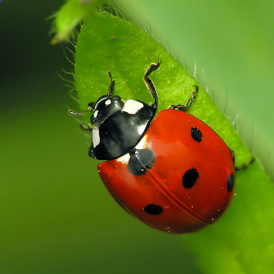 七星瓢虫（Coccinella septempunctata）