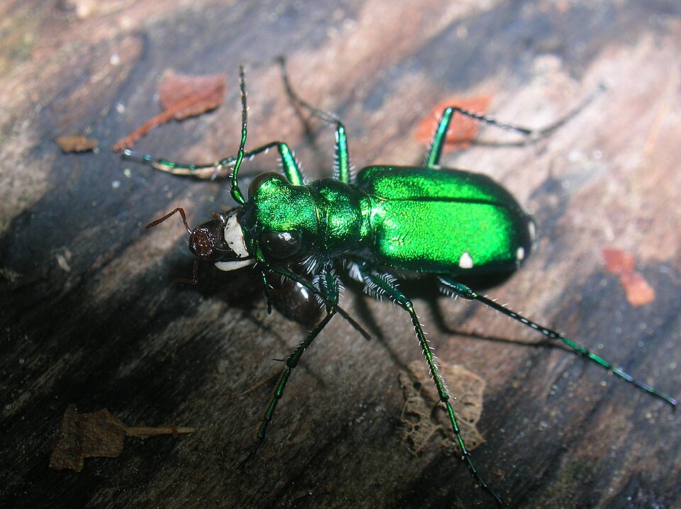 虎甲属（Cicindela）