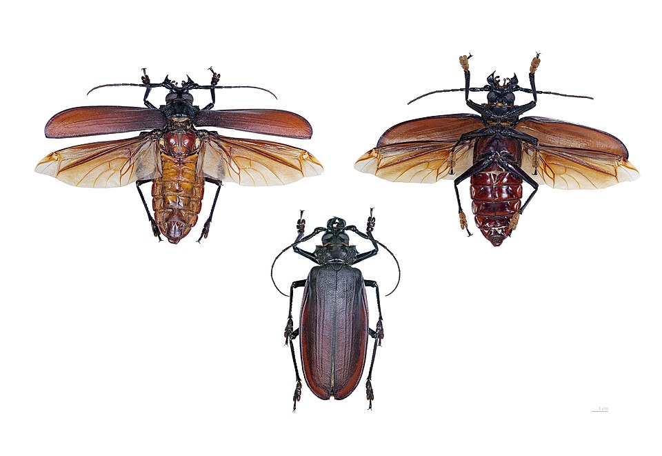 泰坦天牛（Titanus giganteus）