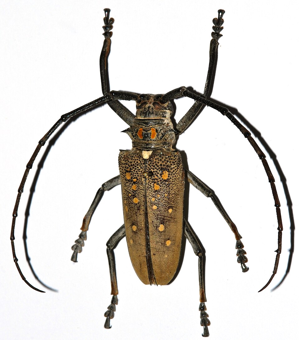 白条天牛属（Batocera）